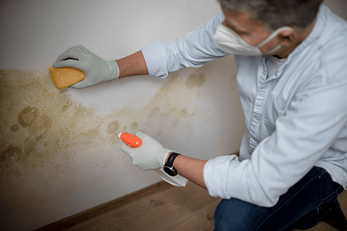 Mold Remediation